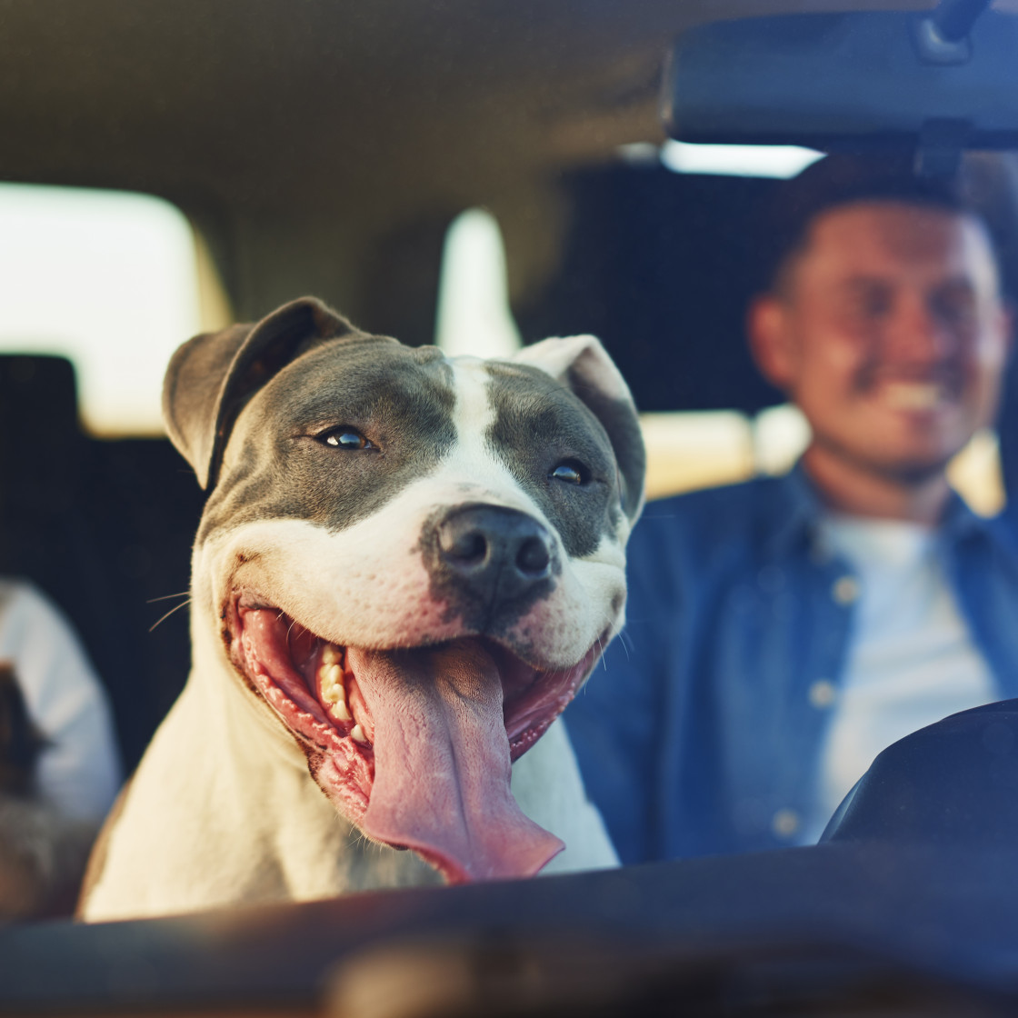 happy dog as passenger car v2